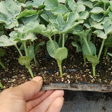 西瓜