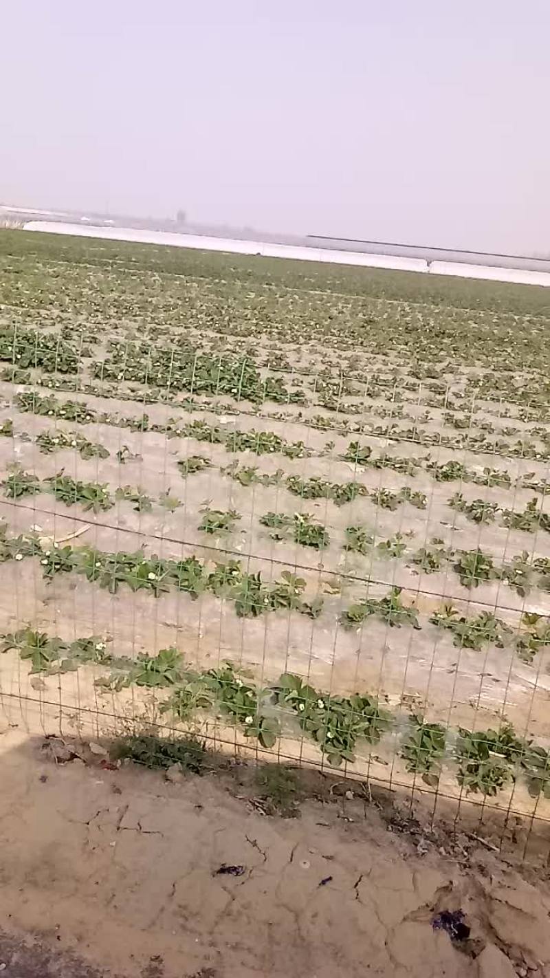 合作社大田草苺，大赛，苺十三