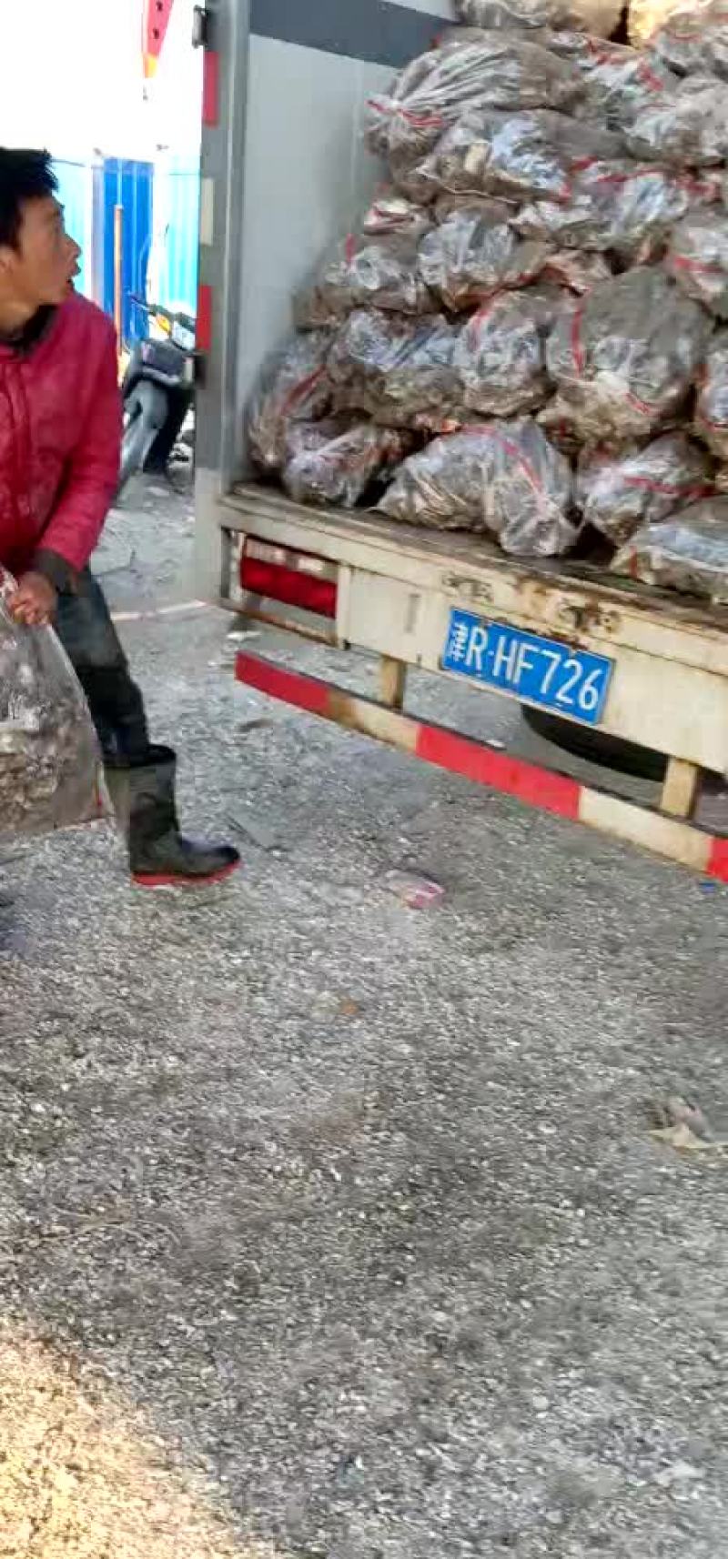 生蚝