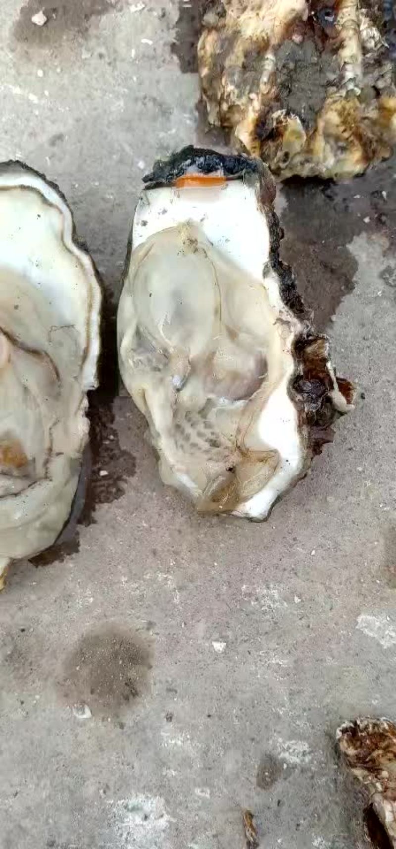 生蚝