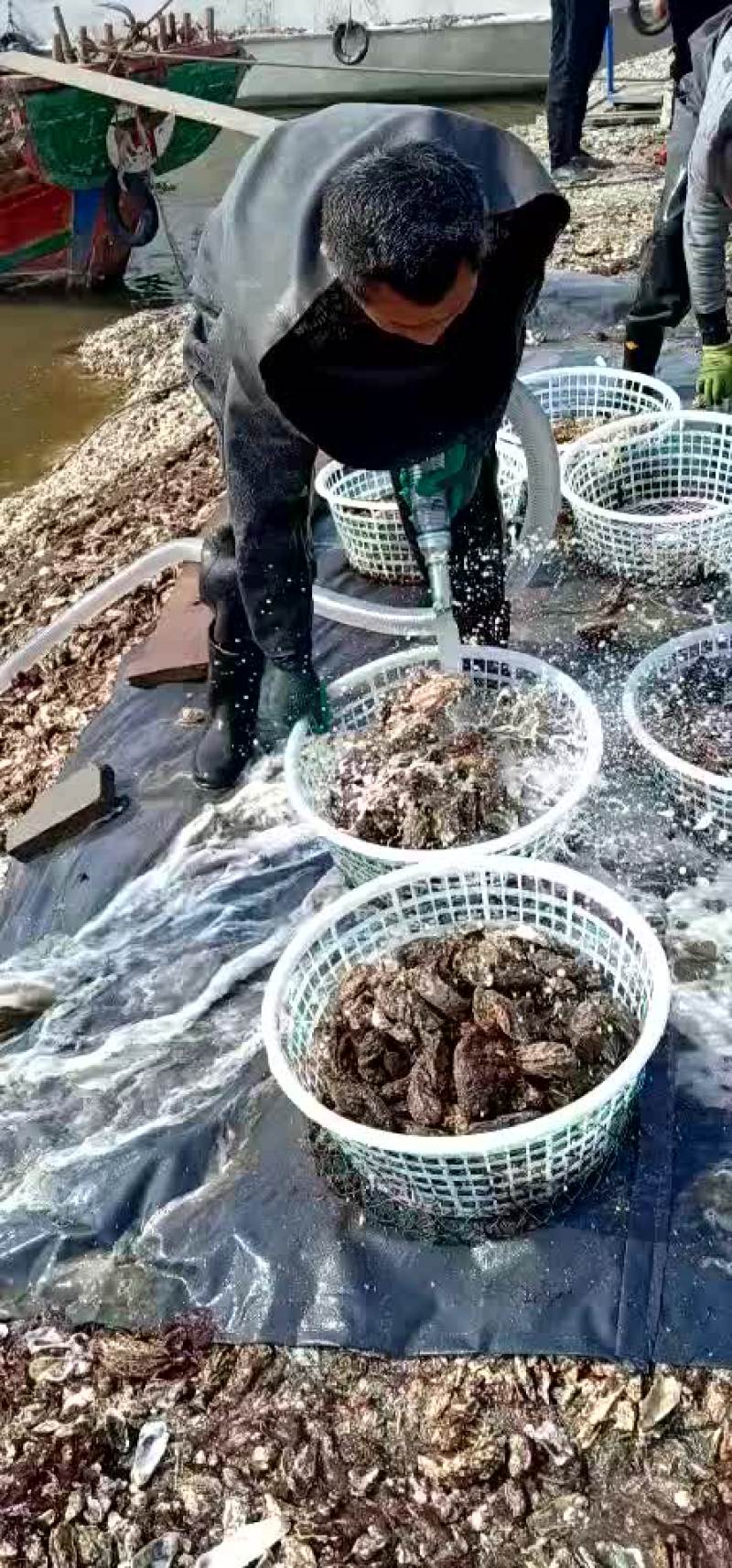 生蚝