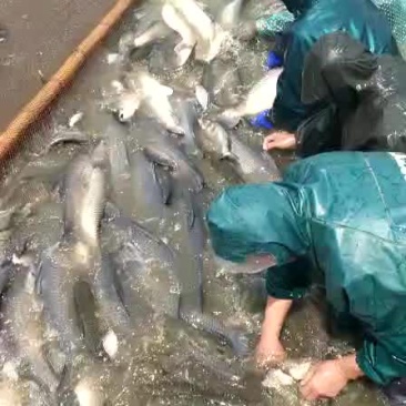 大青鱼15＋，20＋