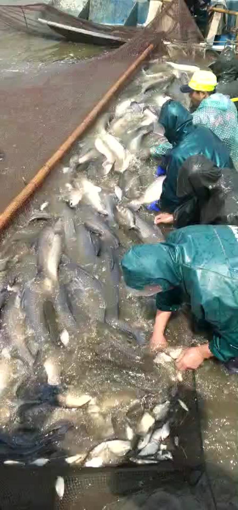 大青鱼15＋，20＋