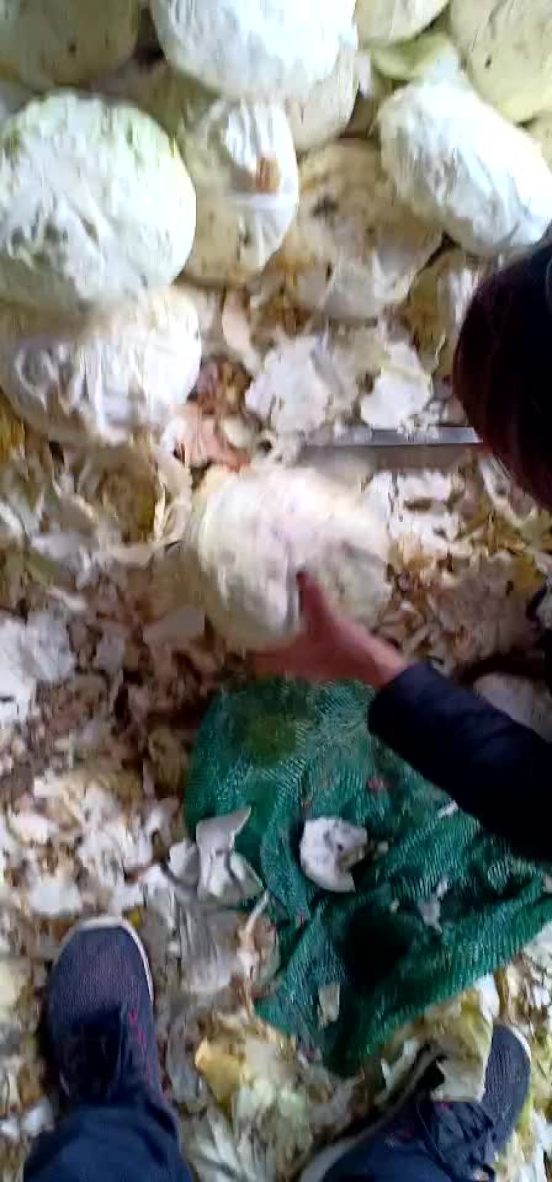 扁包菜