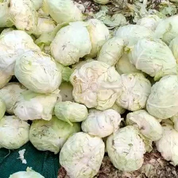 扁包菜