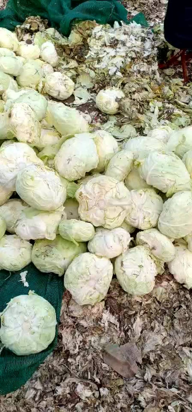 扁包菜
