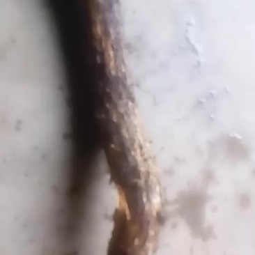 供应天麻老菌材