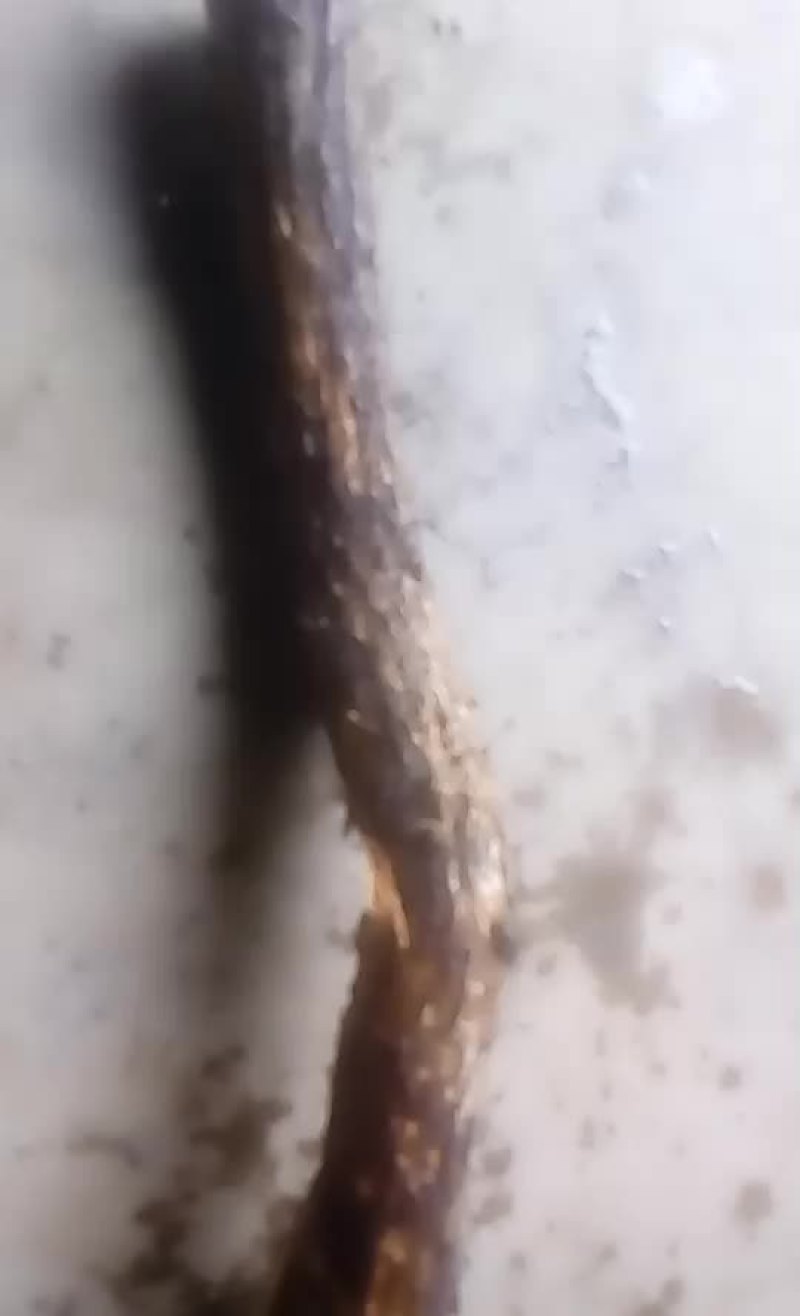 供应天麻老菌材