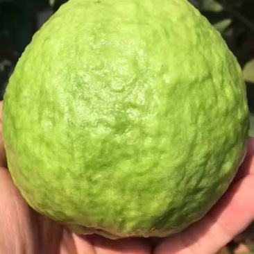 正宗海南石榴