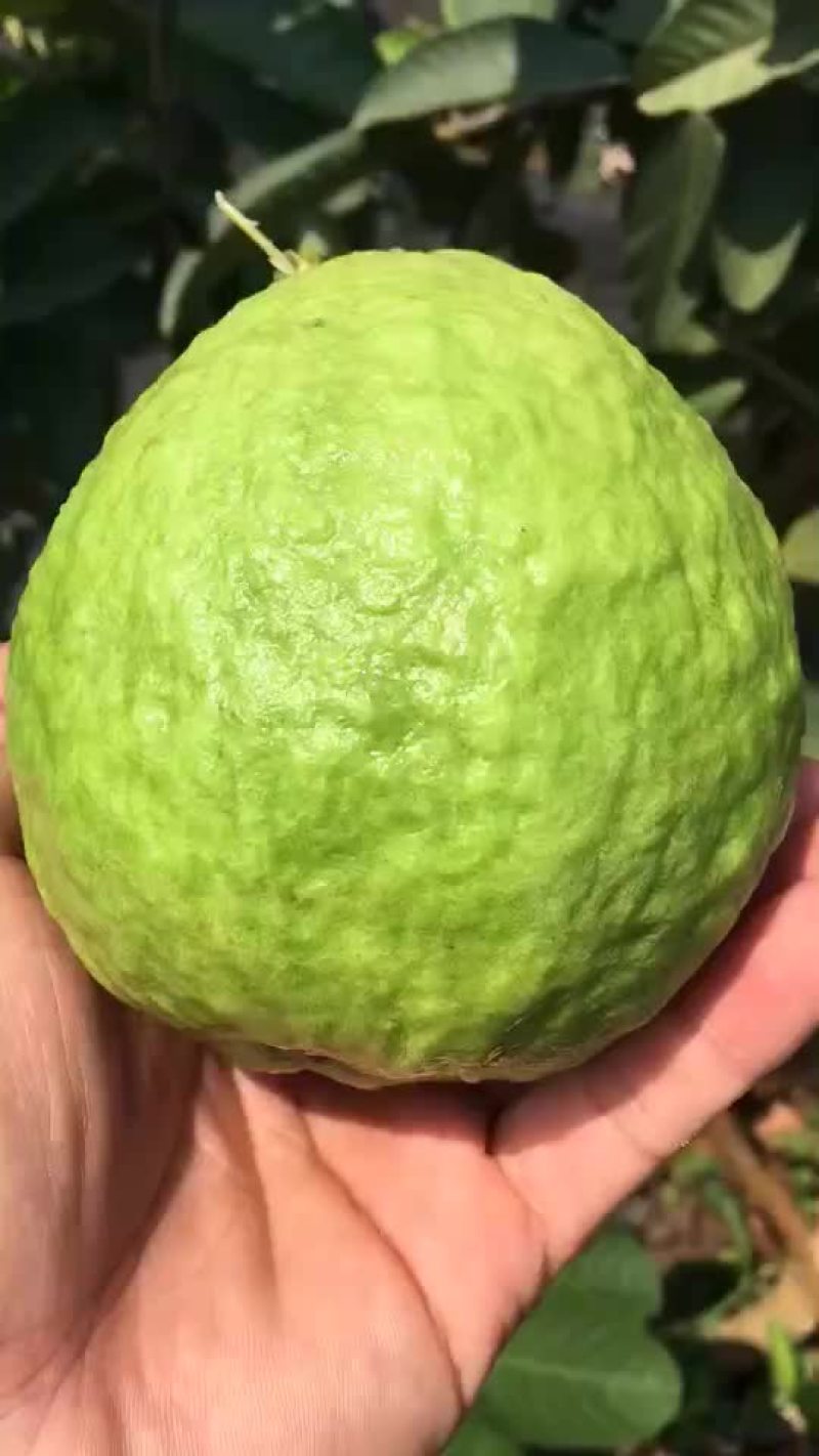 正宗海南石榴