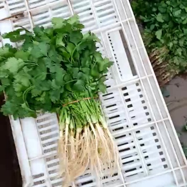 香菜，各种蔬菜，大量供应