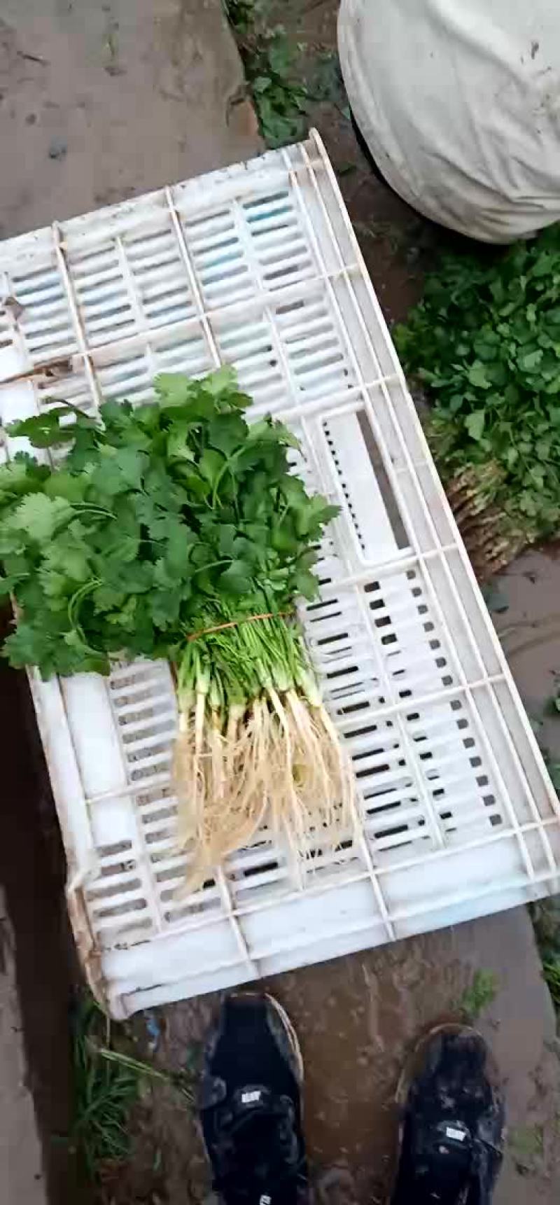 香菜，各种蔬菜，大量供应