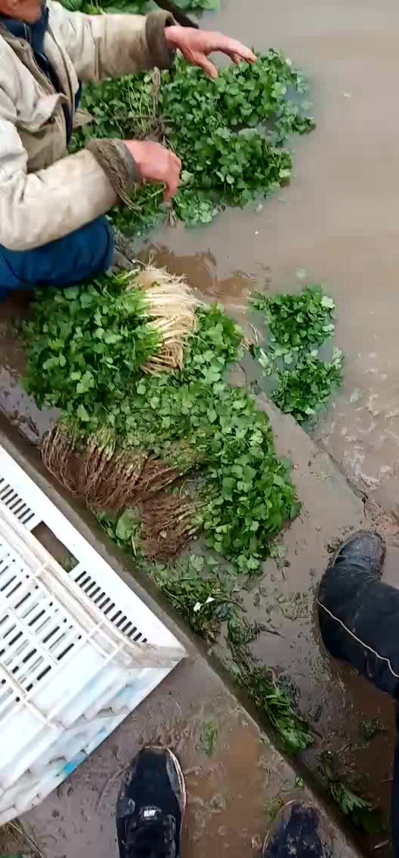 香菜，各种蔬菜，大量供应