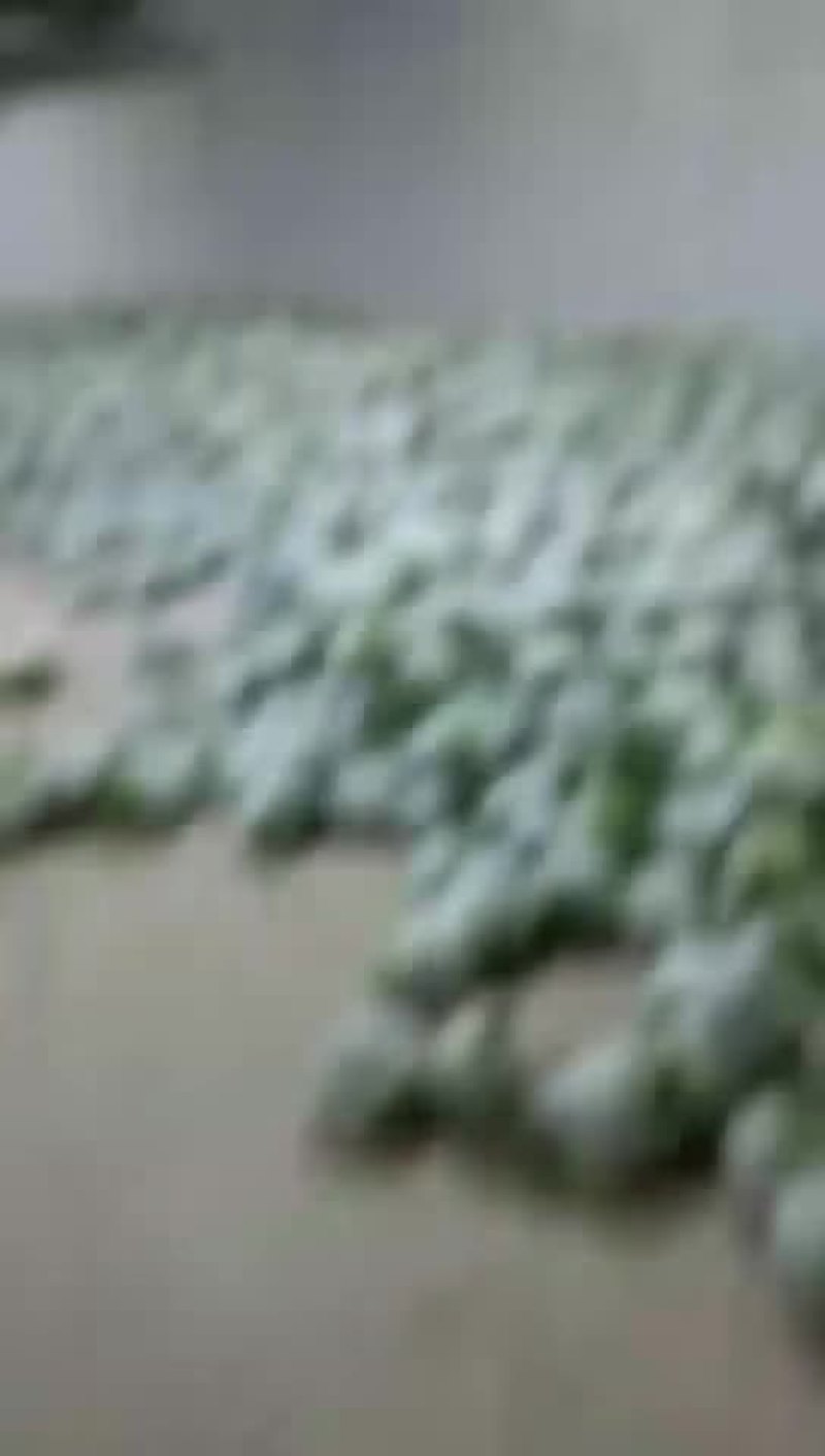 花白