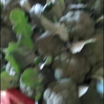 西兰花