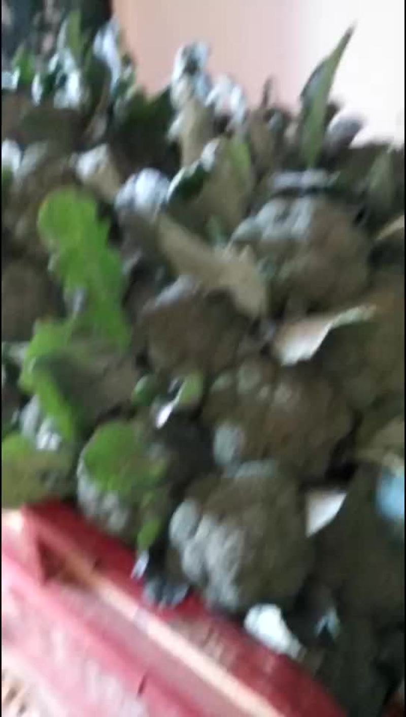 西兰花