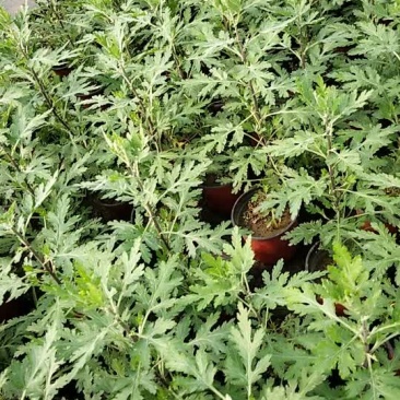 小悬崖菊花苗