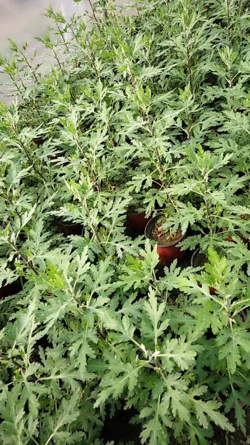 小悬崖菊花苗