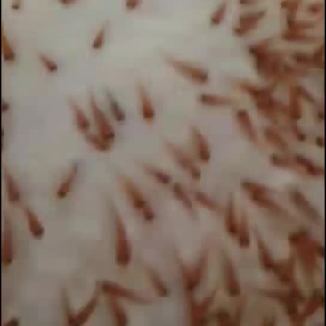 水产种苗红罗非鱼苗（彩虹雕）