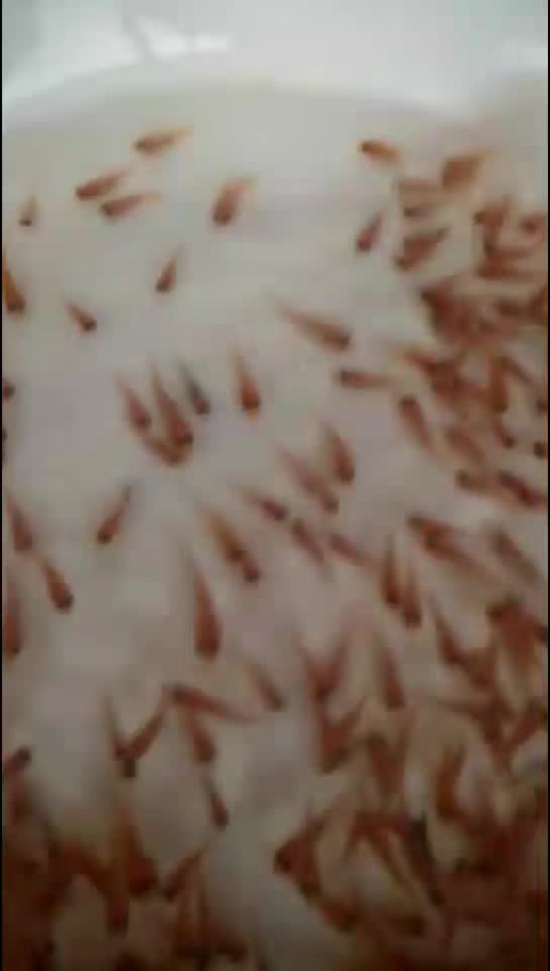 水产种苗红罗非鱼苗（彩虹雕）