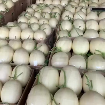 甜瓜甜瓜,香瓜之乡,产地大量直供各个批发市场,电商