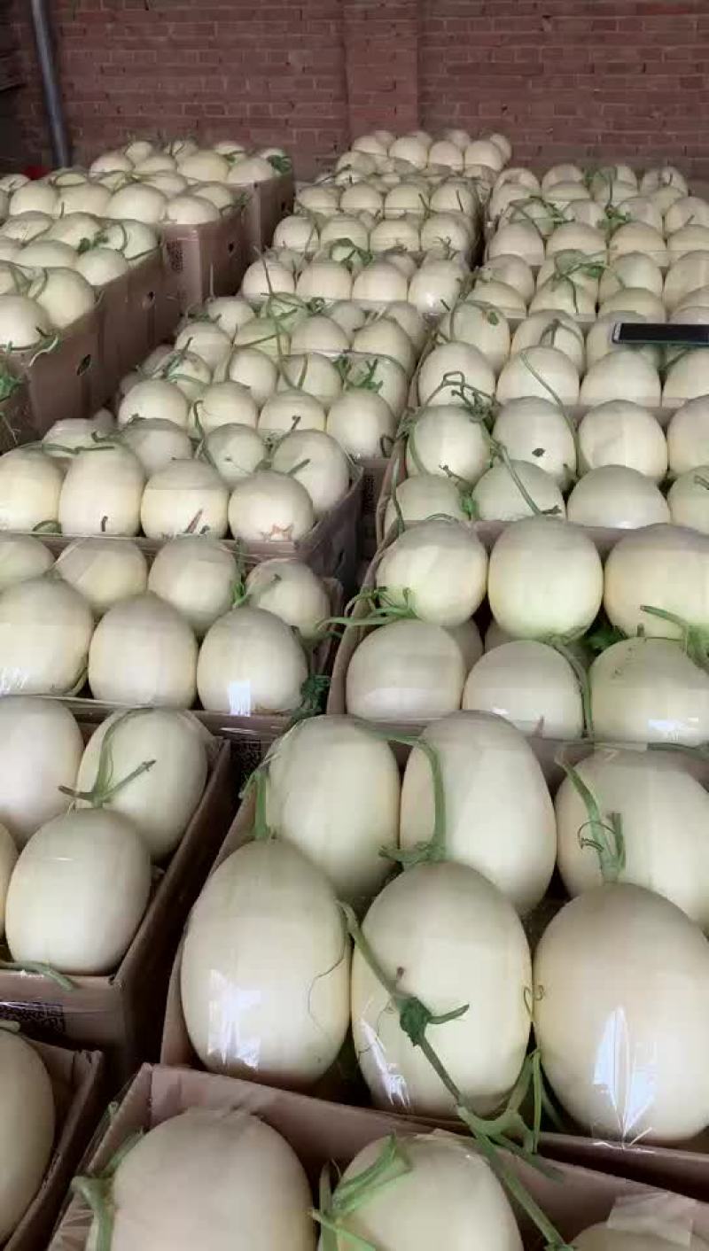 甜瓜甜瓜，香瓜之乡，产地大量直供各个批发市场，电商
