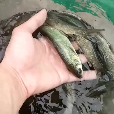 水产种苗青鱼苗（乌草草鱼苗）