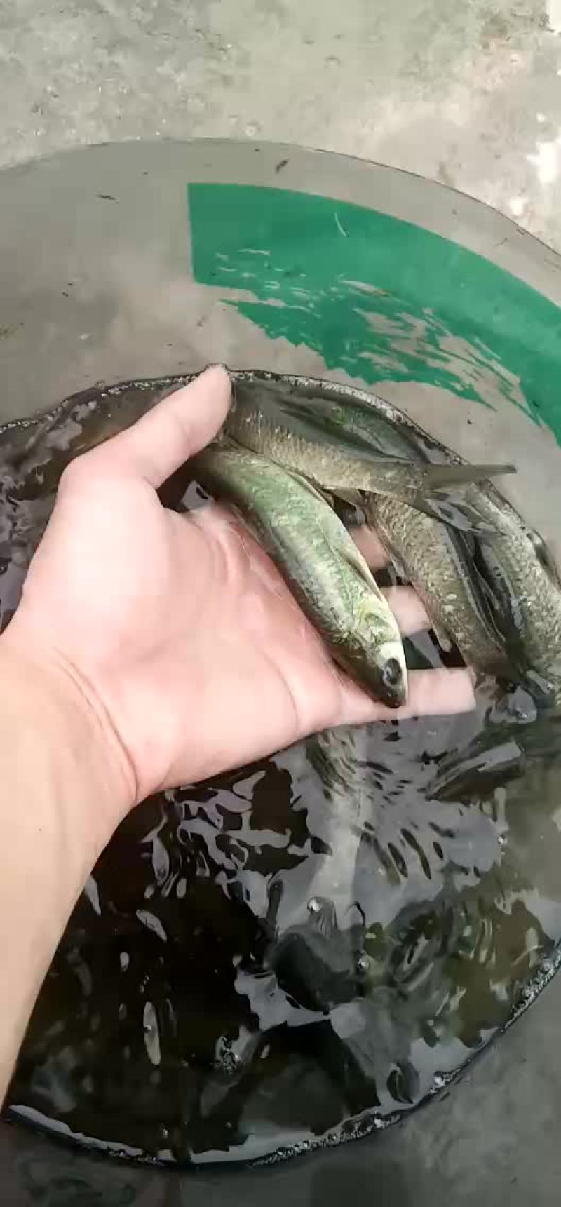 水产种苗青鱼苗（乌草草鱼苗）