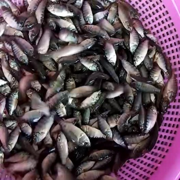 海南一号快大型罗非鱼苗
