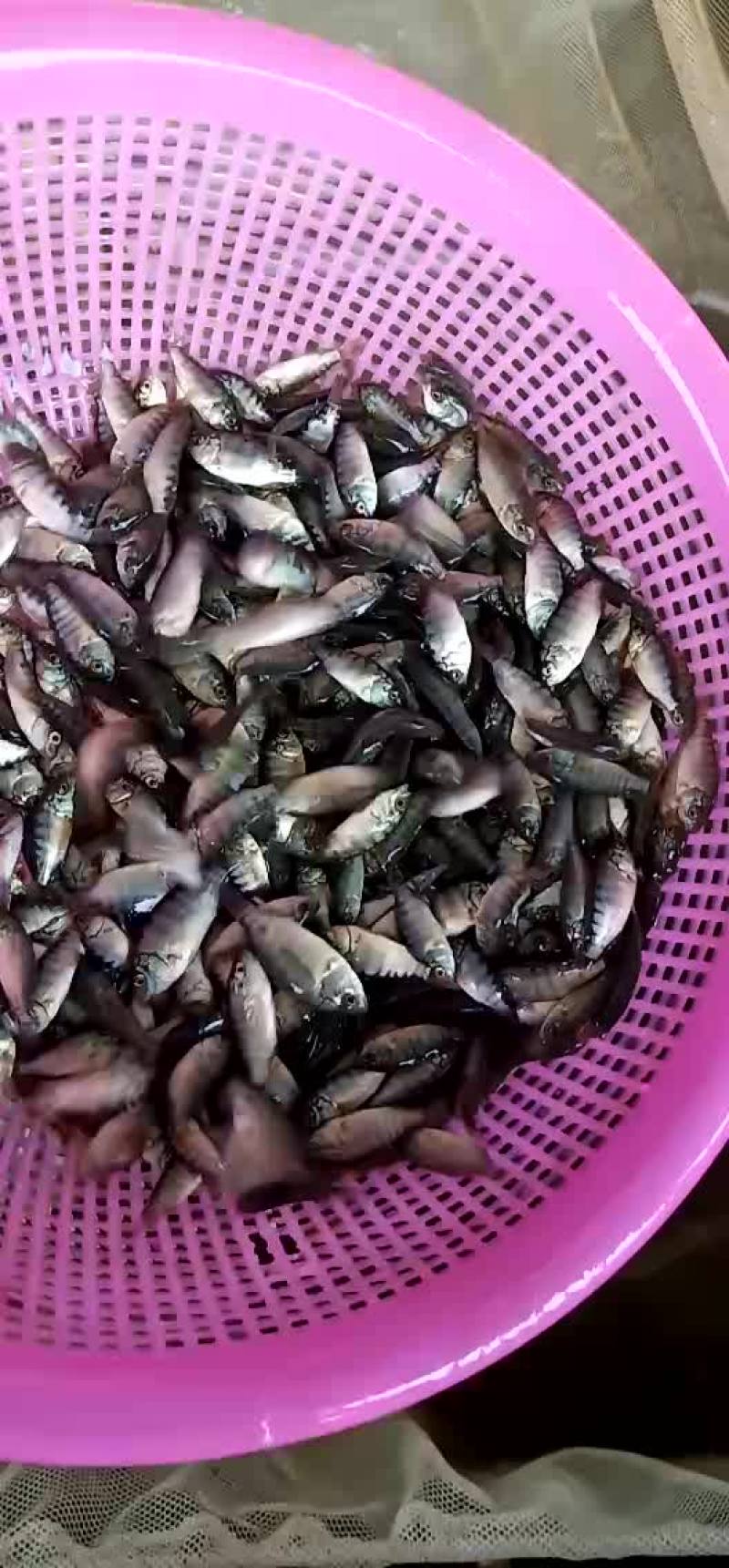海南一号快大型罗非鱼苗