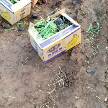玉带草
