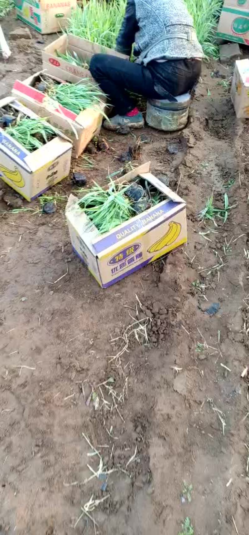 玉带草