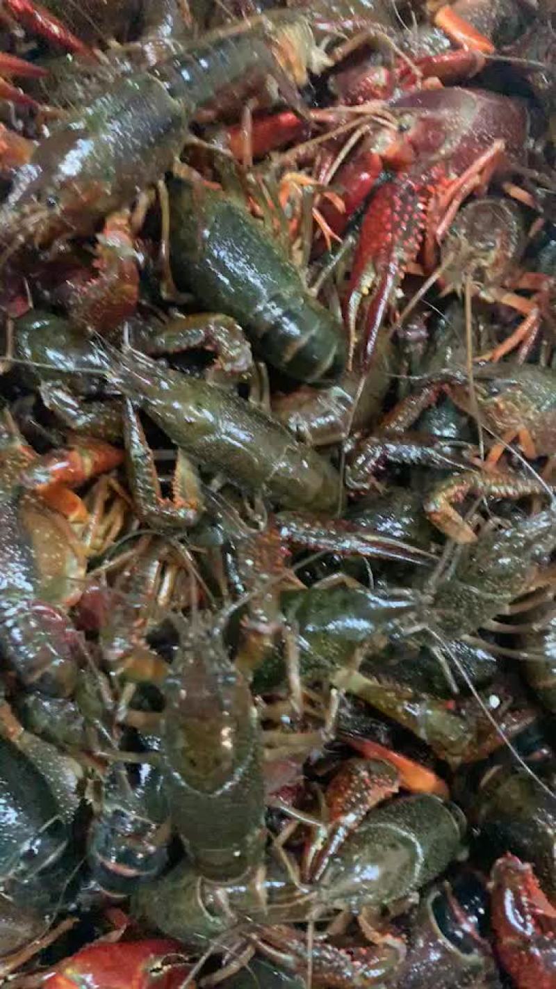 龙虾