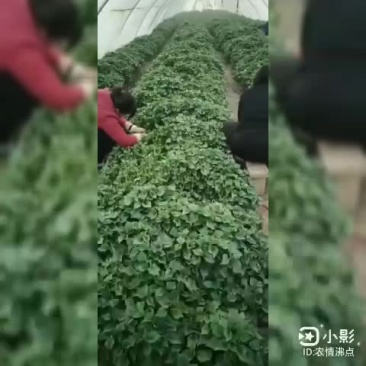 黄心红薯苗