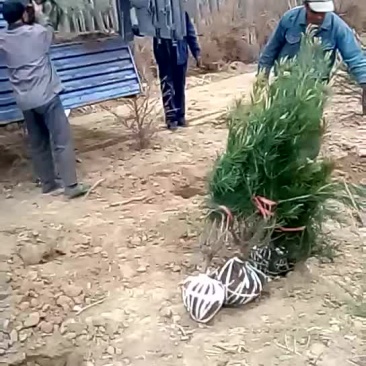 白皮松