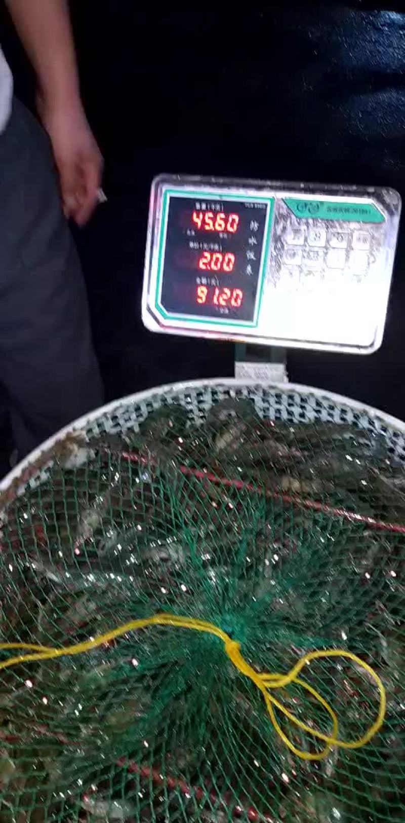 白对虾