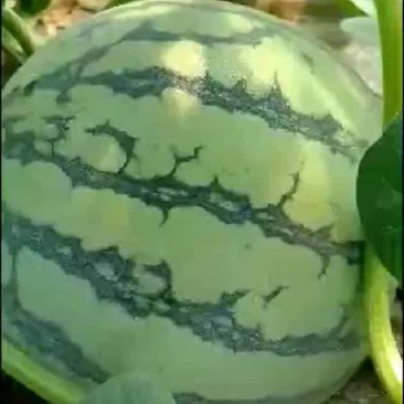 西瓜长大了