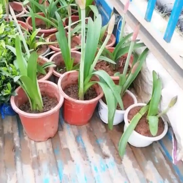 栀子花