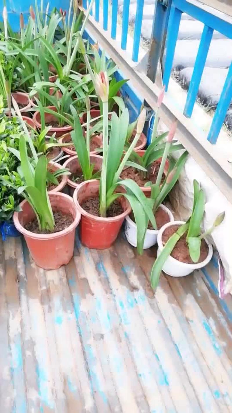 栀子花