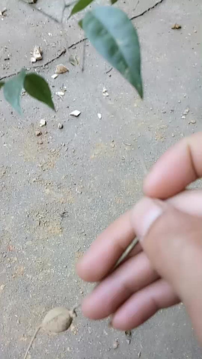 小叶牛大力苗