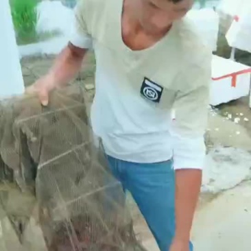 小龙虾