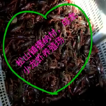 小龙虾
