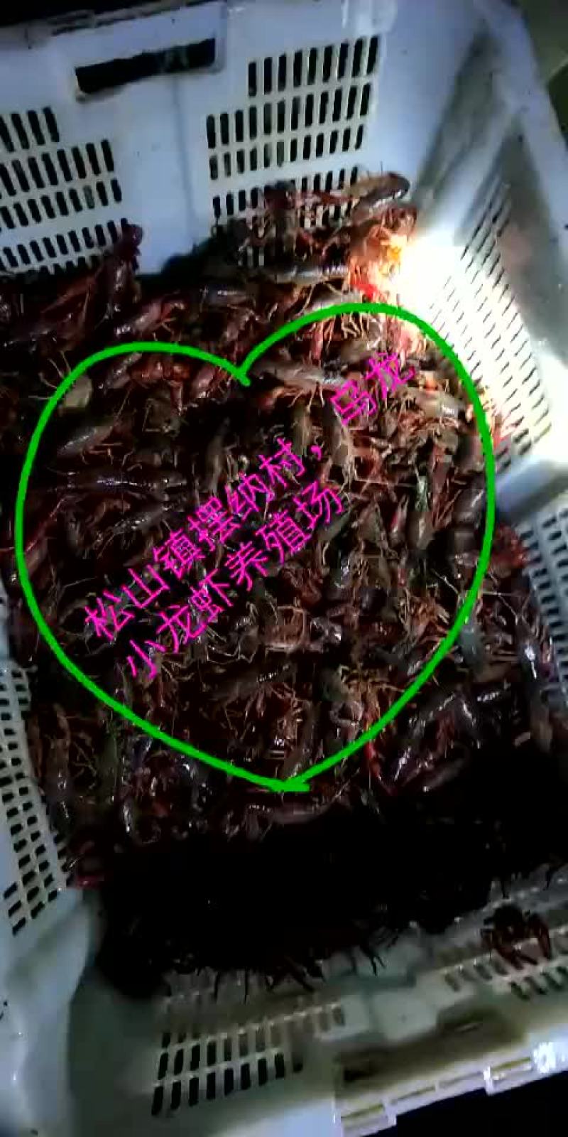 小龙虾