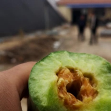 羊角蜜