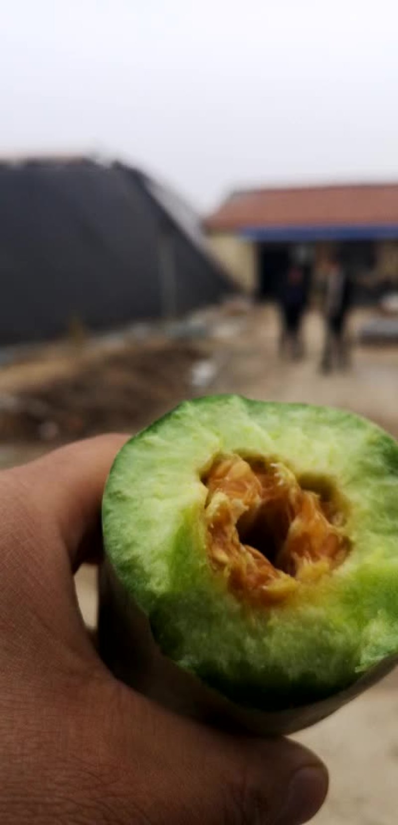 羊角蜜