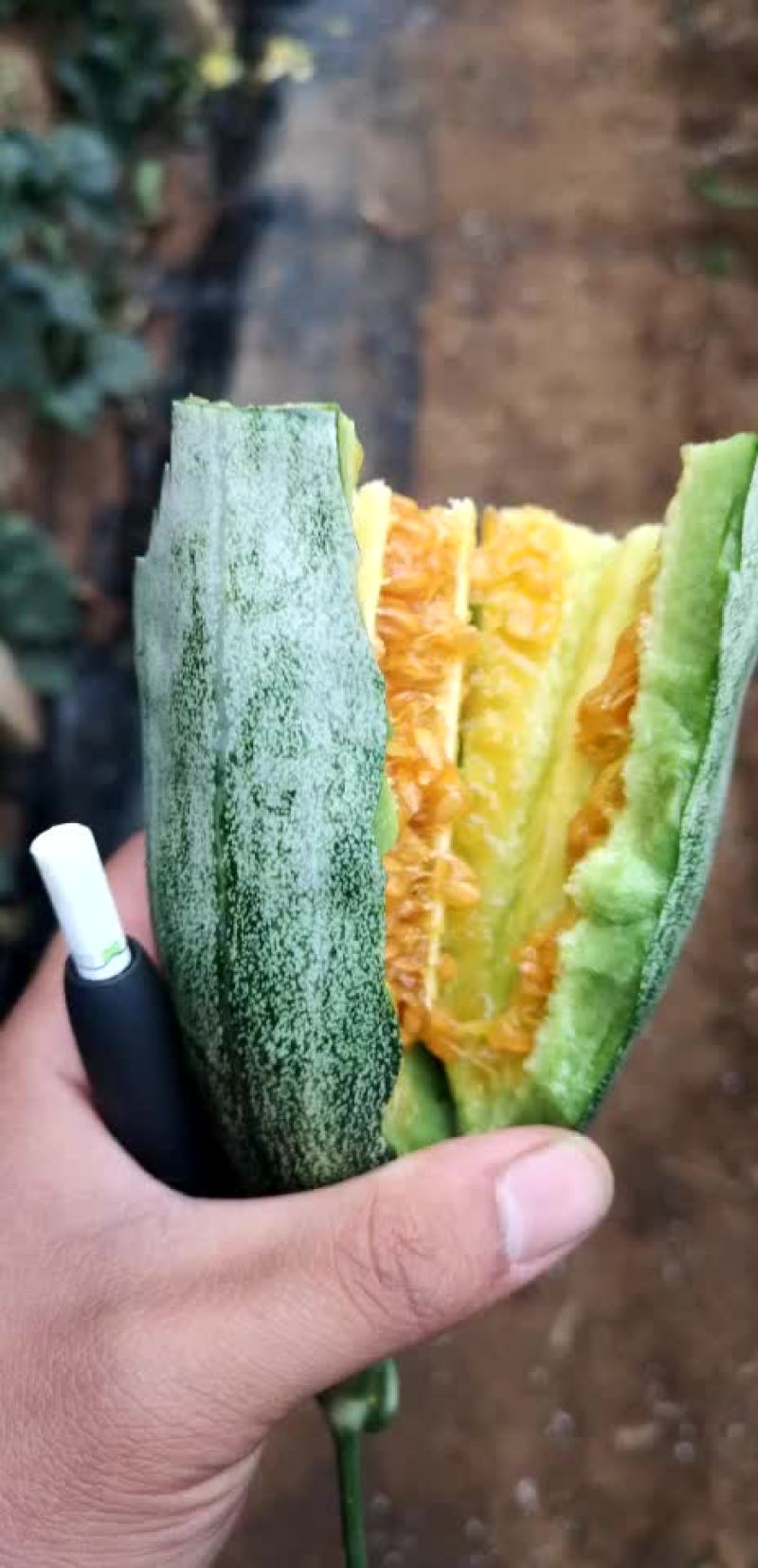 羊角蜜