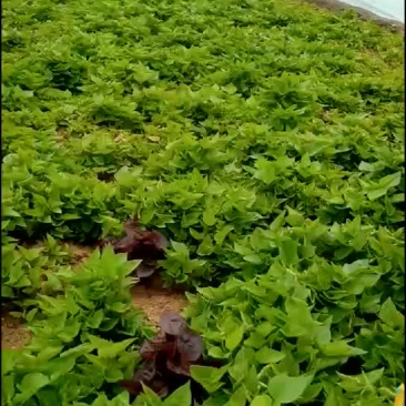 红薯苗烟薯25138红薯苗