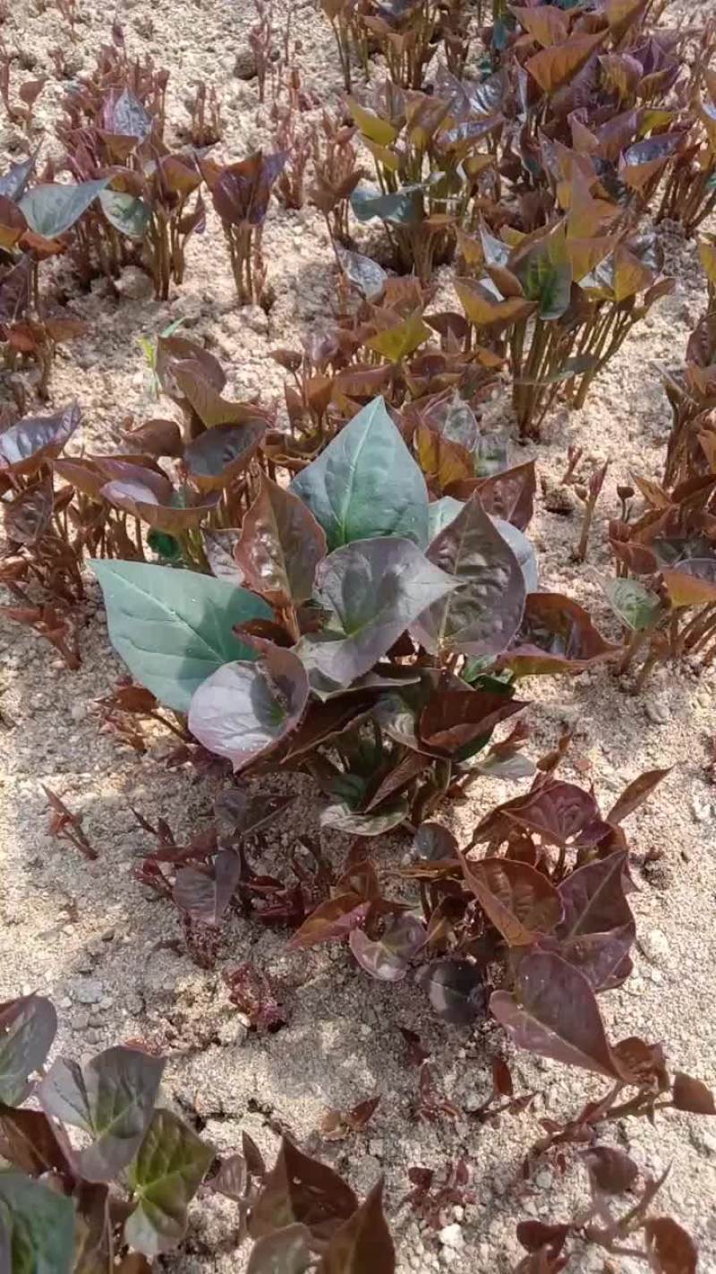 红薯苗烟薯25138红薯苗
