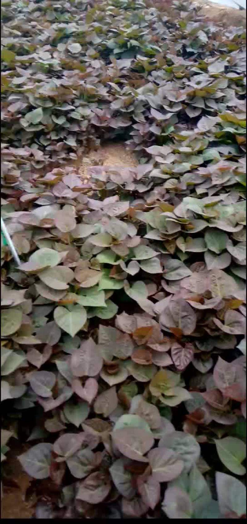 红薯苗烟薯25138红薯苗