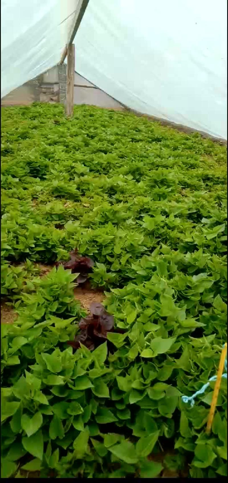 红薯苗